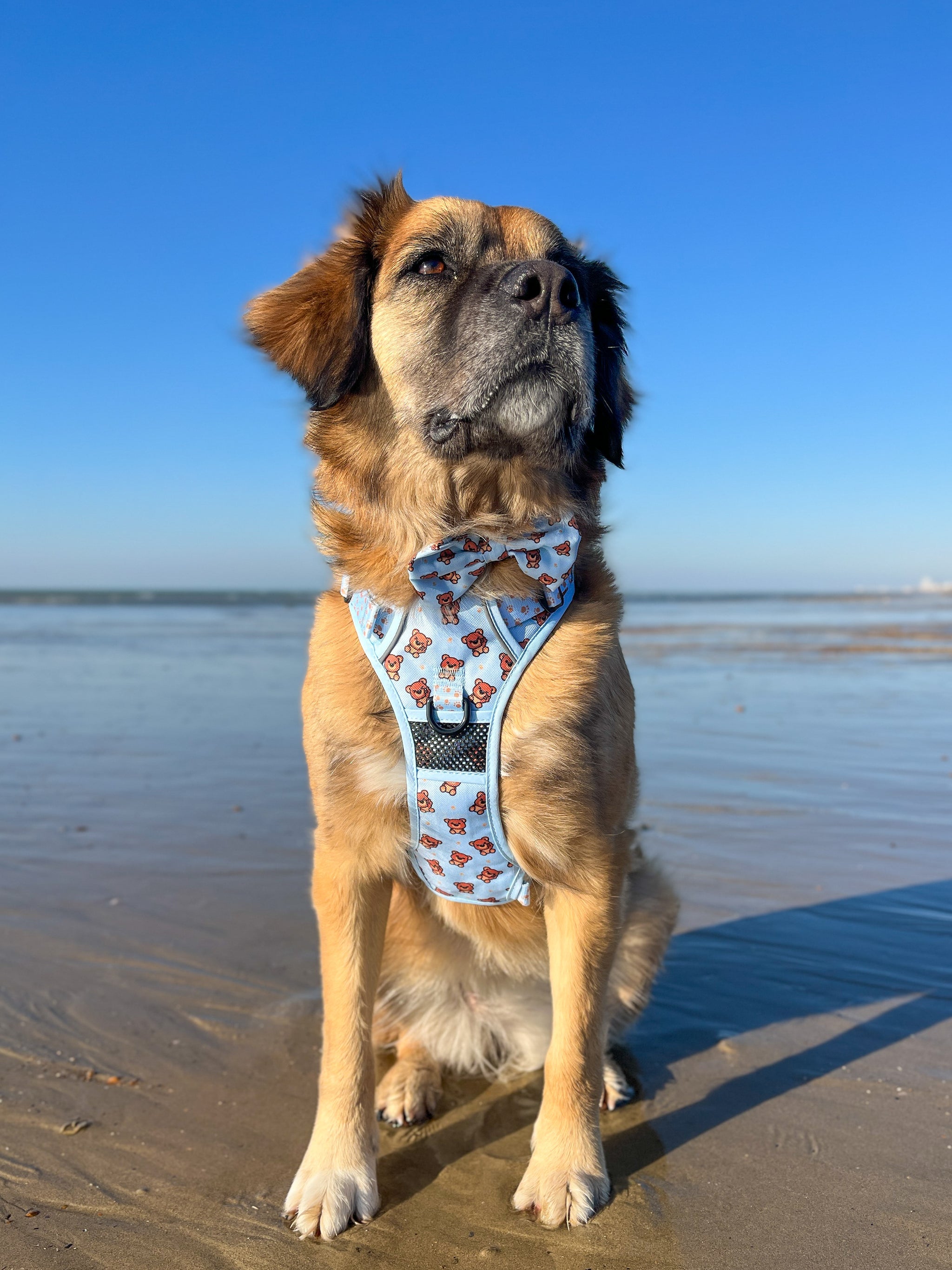 THE ALL-ROUNDER DOG HARNESS: Cuddle Club