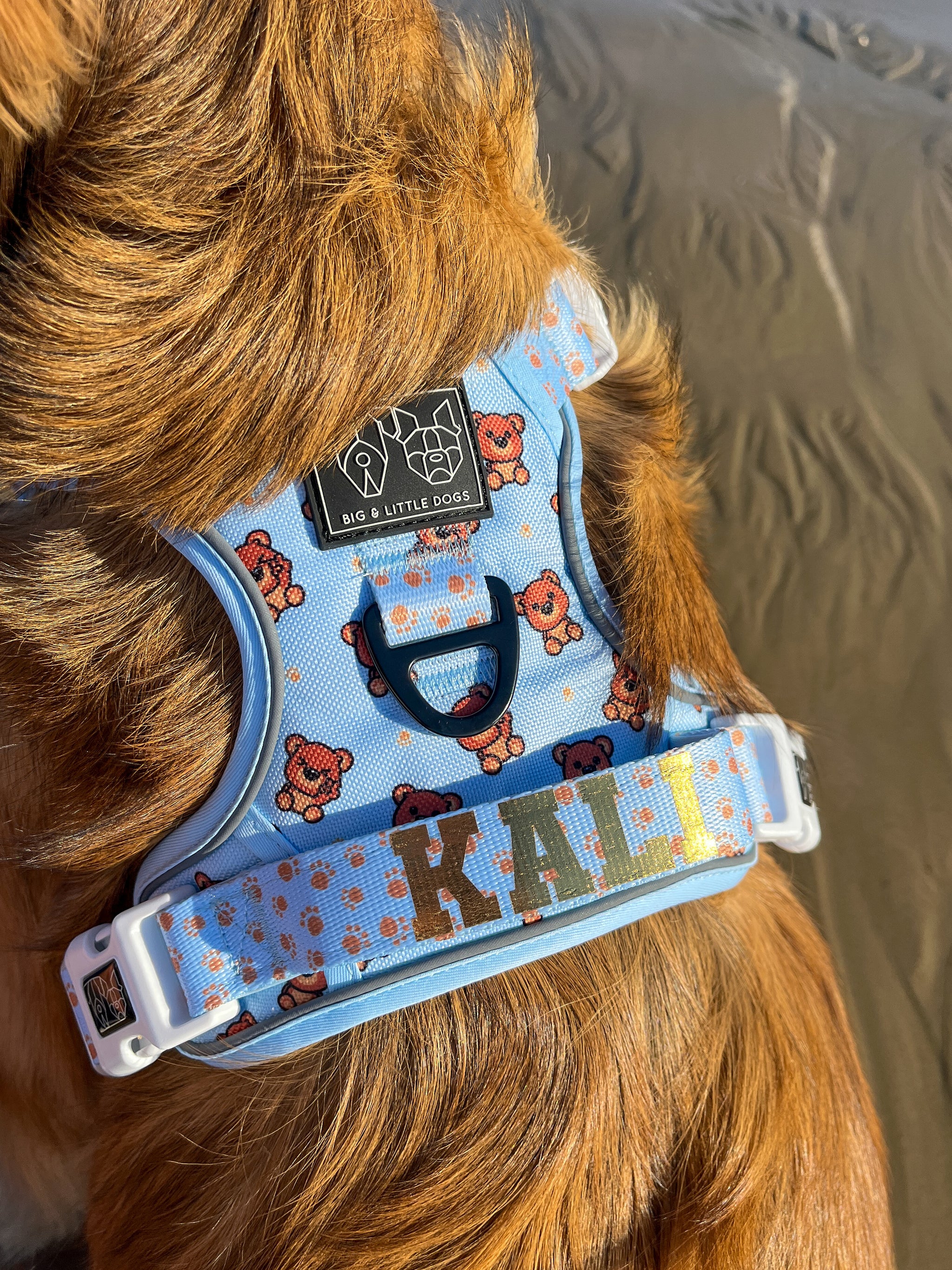 THE ALL-ROUNDER DOG HARNESS: Cuddle Club
