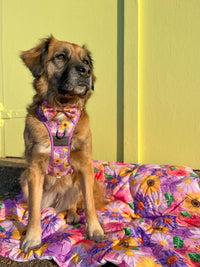 THE ALL-ROUNDER DOG HARNESS: Spring Fling