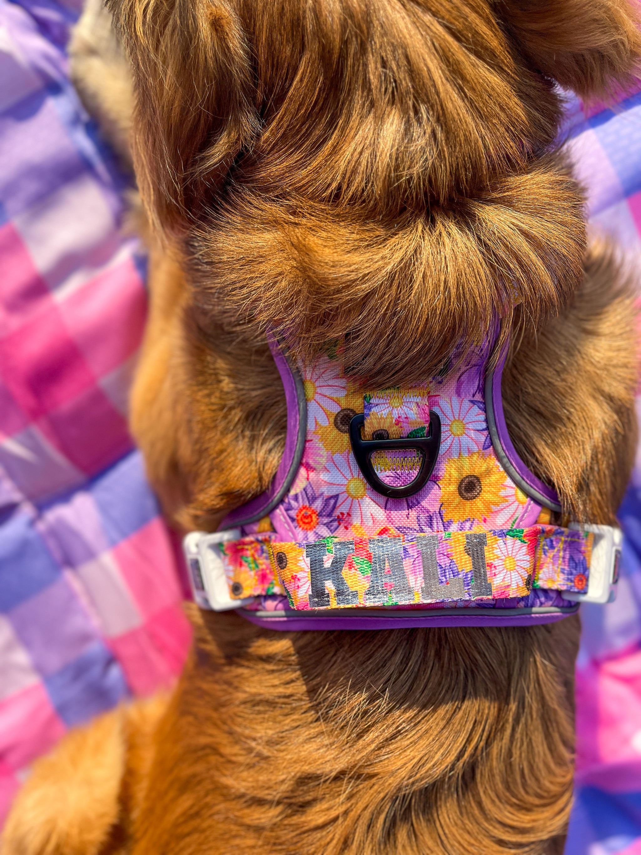 THE ALL-ROUNDER DOG HARNESS: Spring Fling