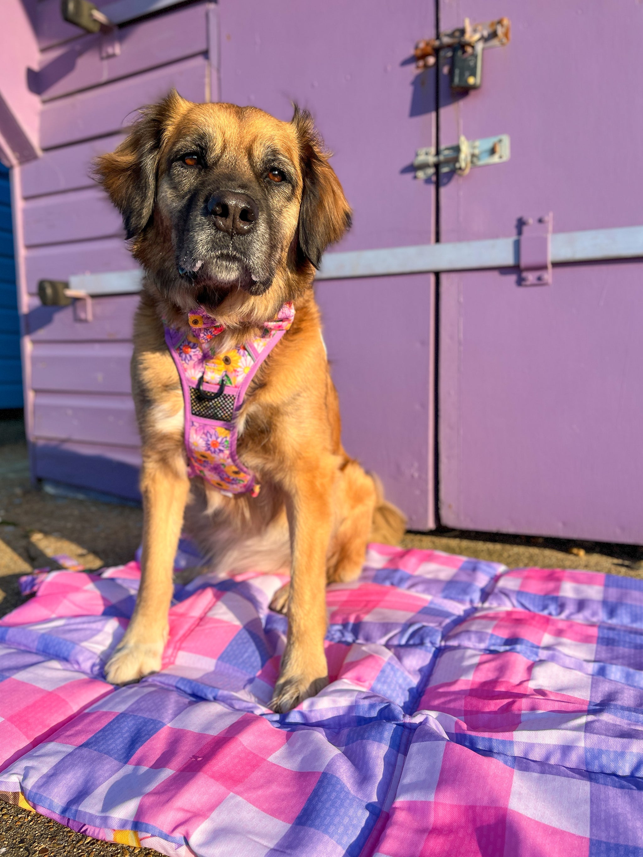 ON-THE-GO PET MAT: Spring Fling