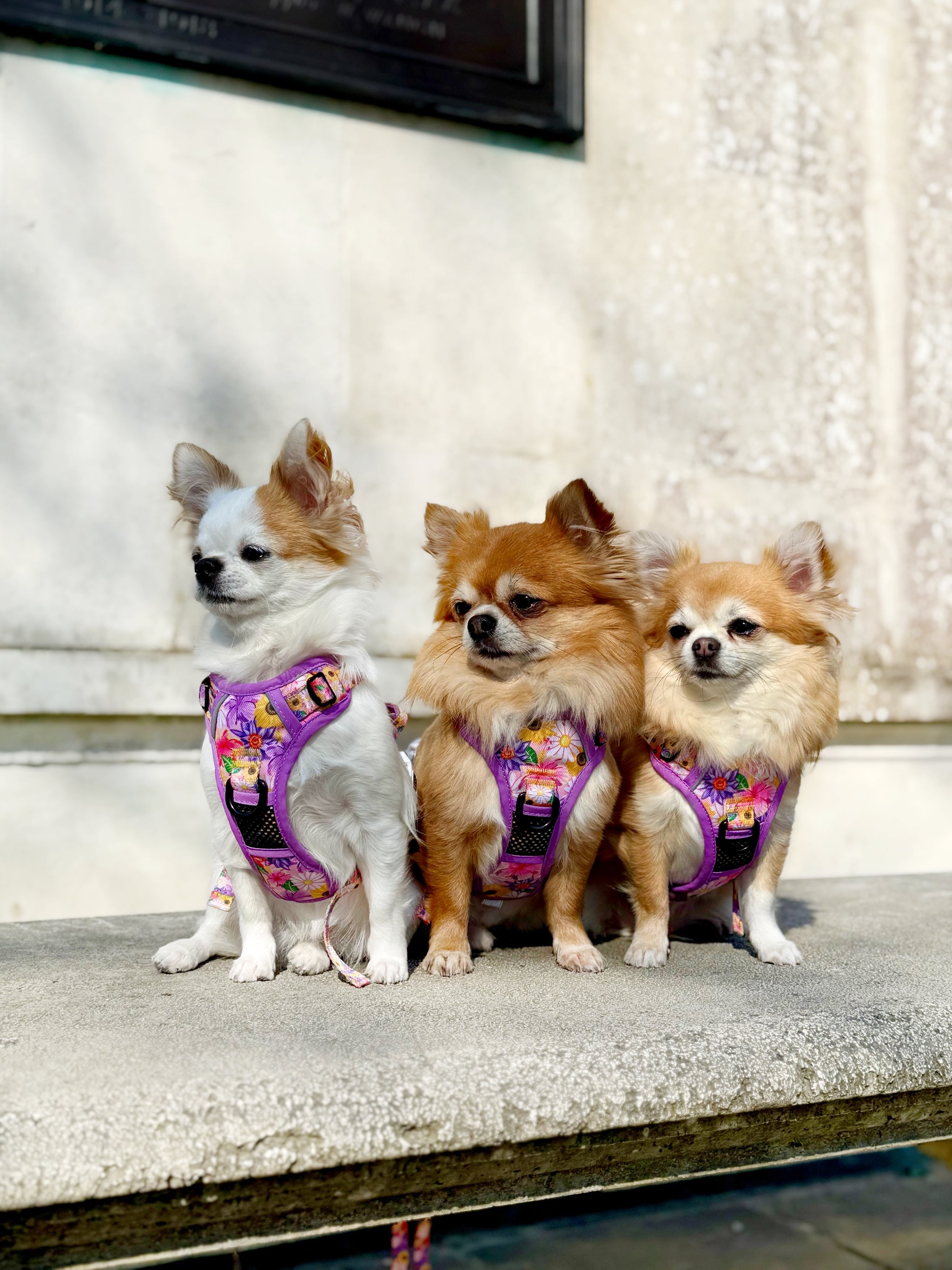 THE ALL-ROUNDER DOG HARNESS: Spring Fling