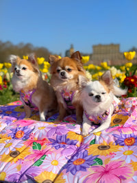 ON-THE-GO PET MAT: Spring Fling