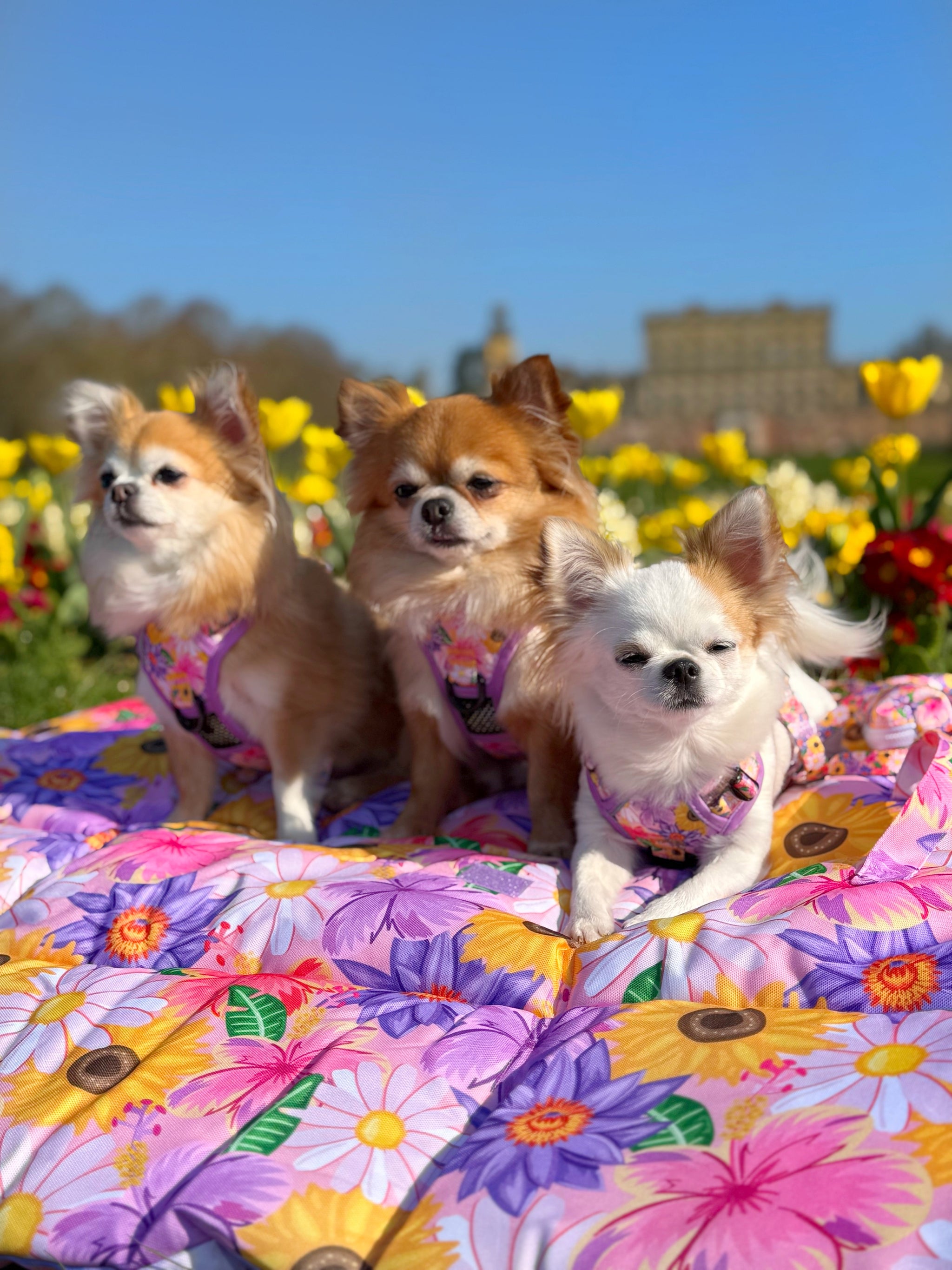ON-THE-GO PET MAT: Spring Fling