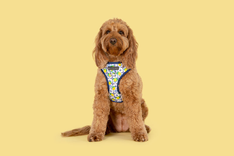 Adjustable Dog Harness Amalfi Coast Italy Lemons Tiles Front D-Ring