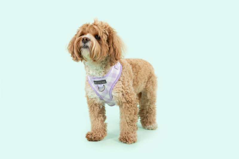 Adjustable Dog Harness Purple Berry Gingham