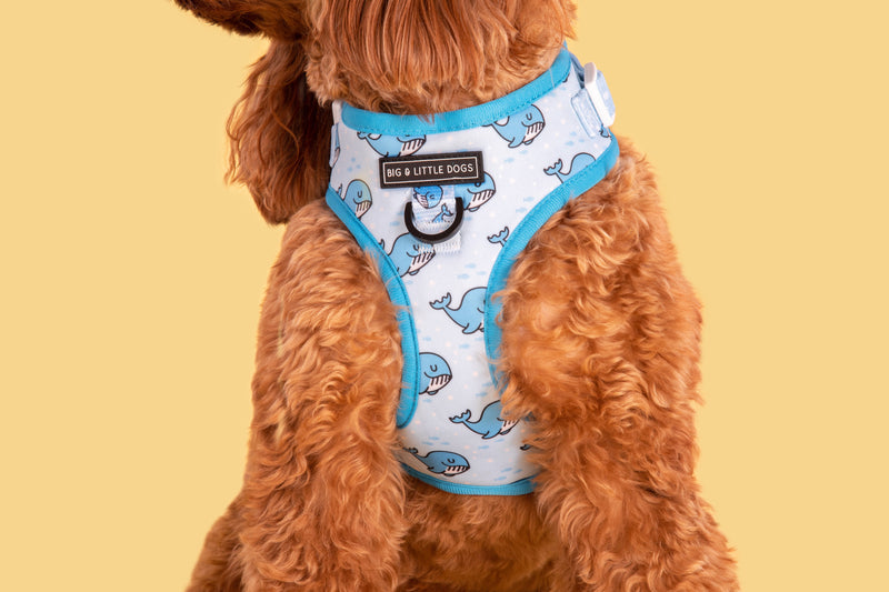 ADJUSTABLE DOG HARNESS: Whale, Hello There {FINAL SALE}