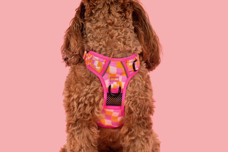 THE ALL-ROUNDER DOG HARNESS: Check Yo&