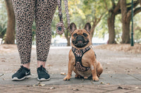 All Rounder Dog Harness Luxurious Leopard