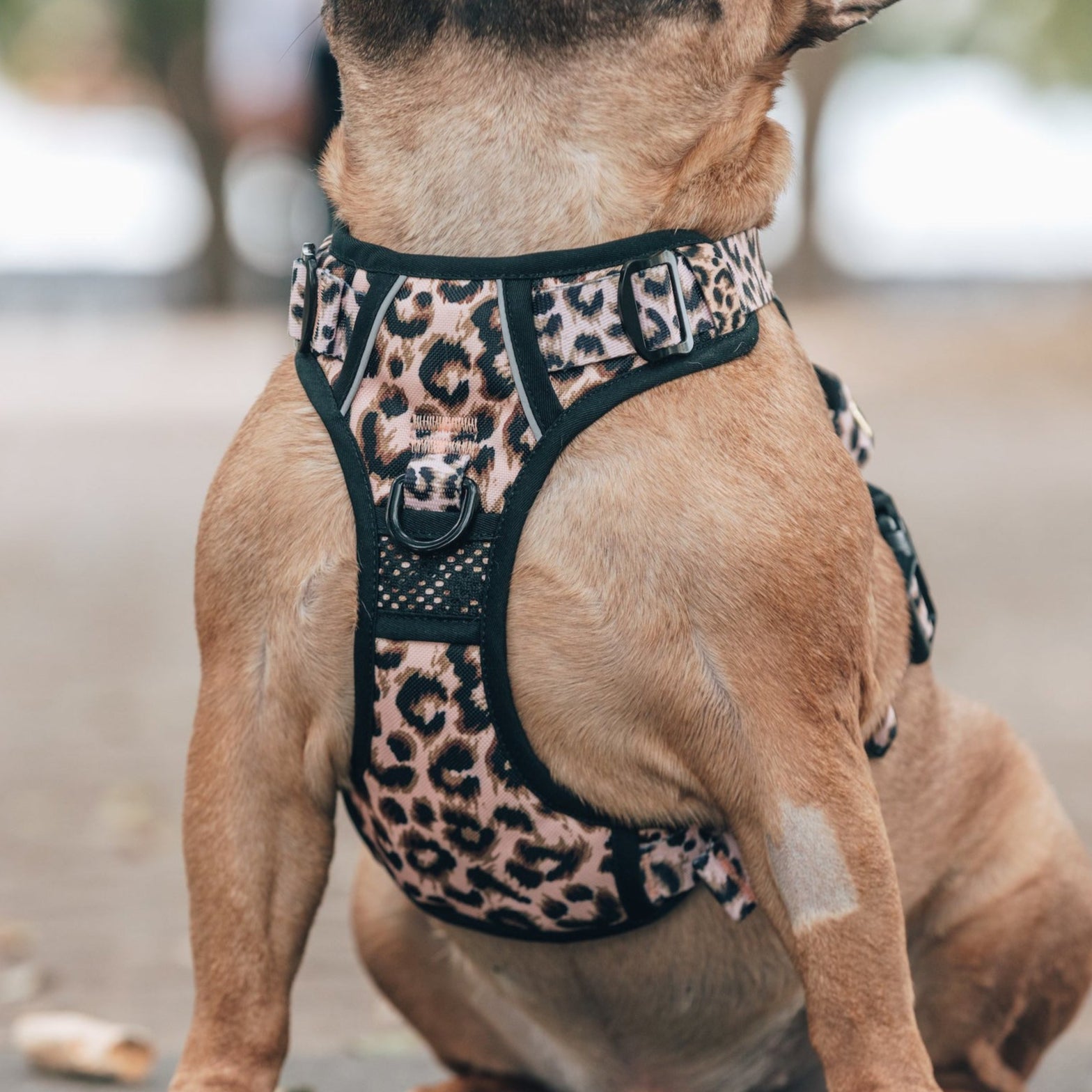 All Rounder Dog Harness Luxurious Leopard