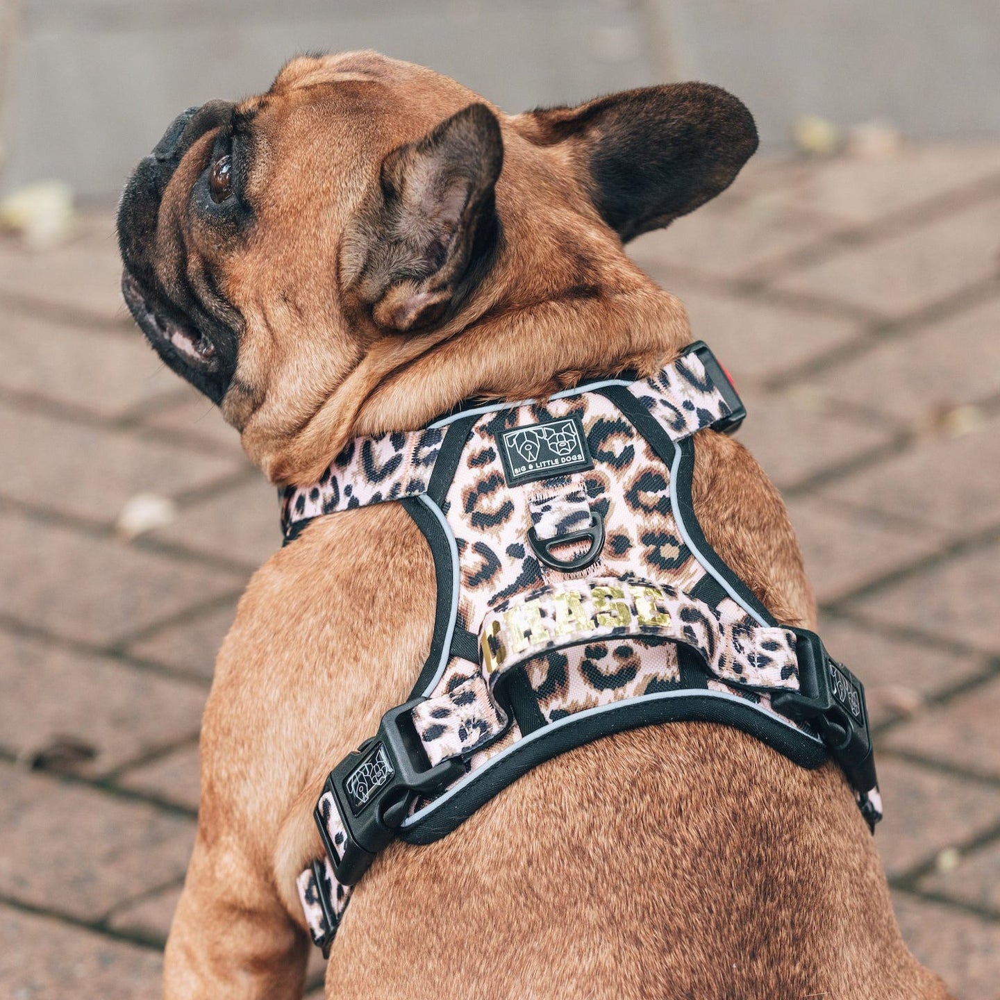 All Rounder Dog Harness Luxurious Leopard