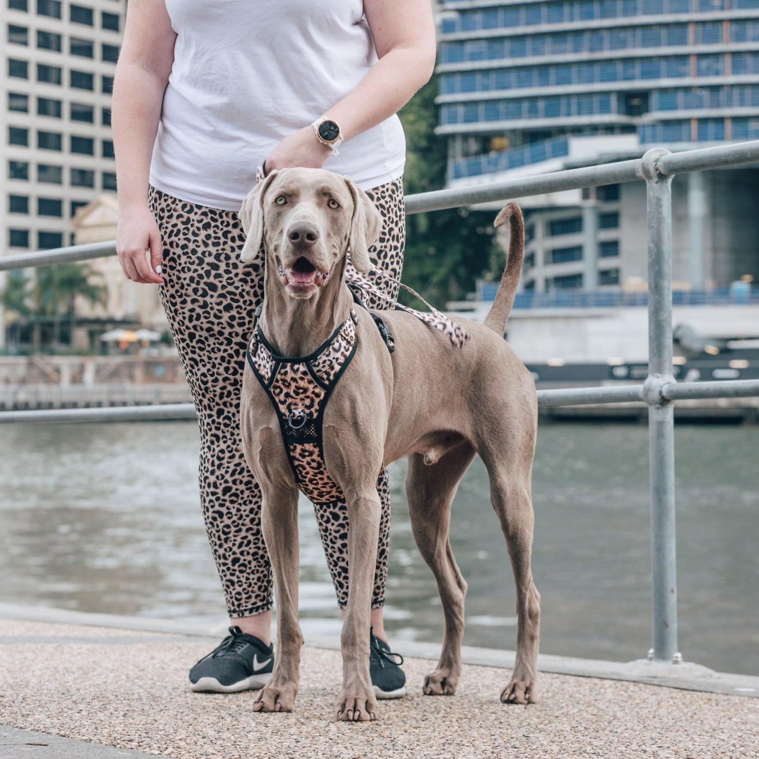 All Rounder Dog Harness Luxurious Leopard