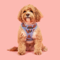 ADJUSTABLE DOG HARNESS: Blue Fairy Bread {FINAL SALE}