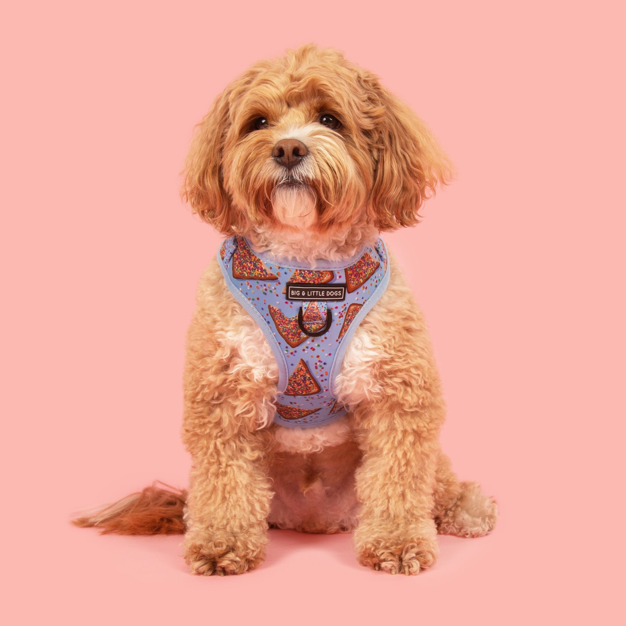 ADJUSTABLE DOG HARNESS: Blue Fairy Bread {FINAL SALE}