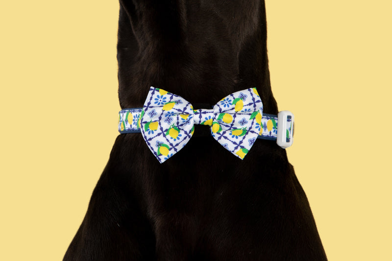 Dog Collar and Bow Tie Amalfi Coast Lemons Italy Yellow Blue Tiles