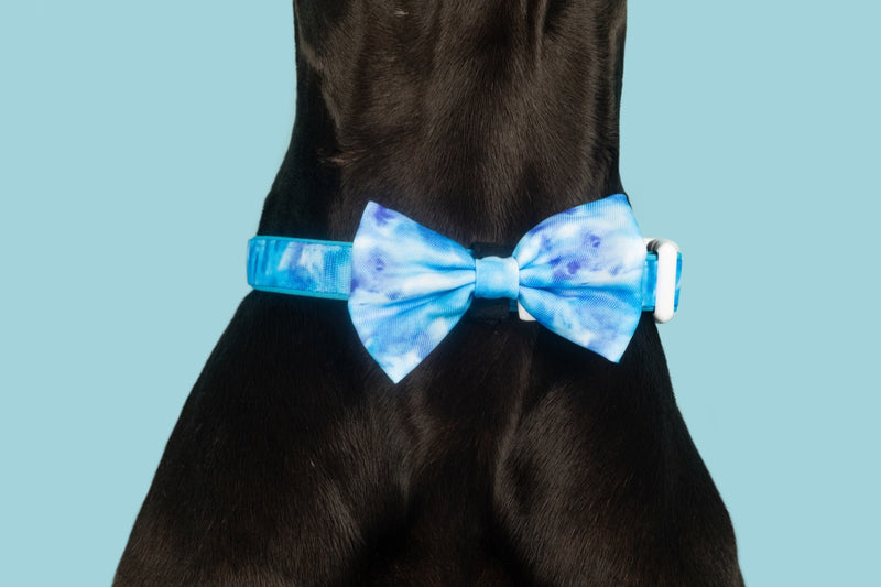 Dog Collar and Bow Tie Blue Me Away