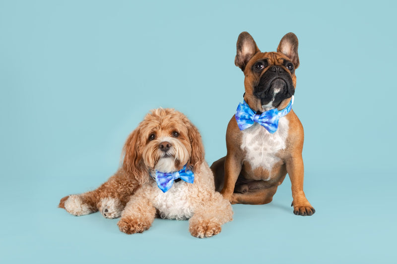 Dog Collar and Bow Tie Blue Me Away