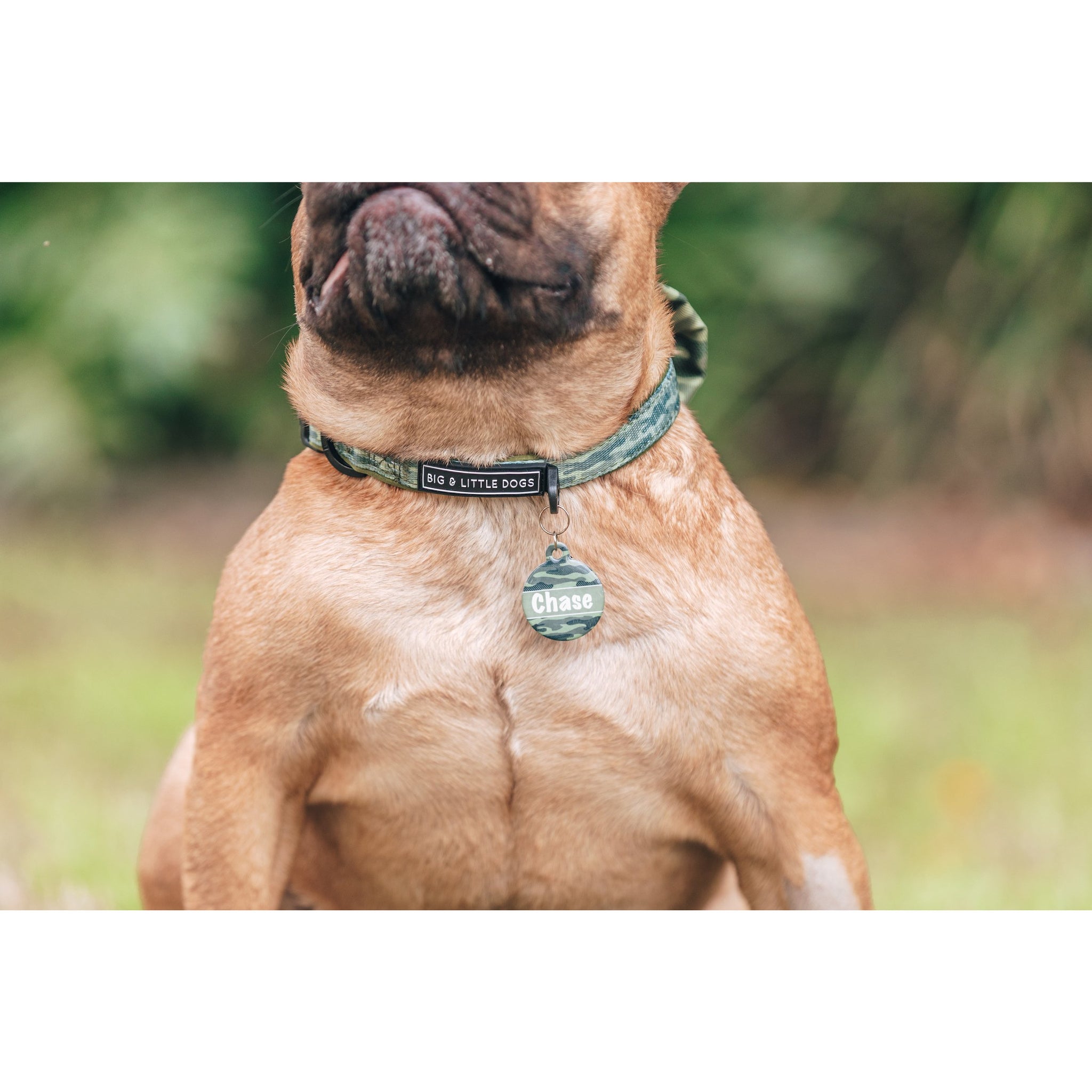 Dog Collar and Bow Tie Camouflaged