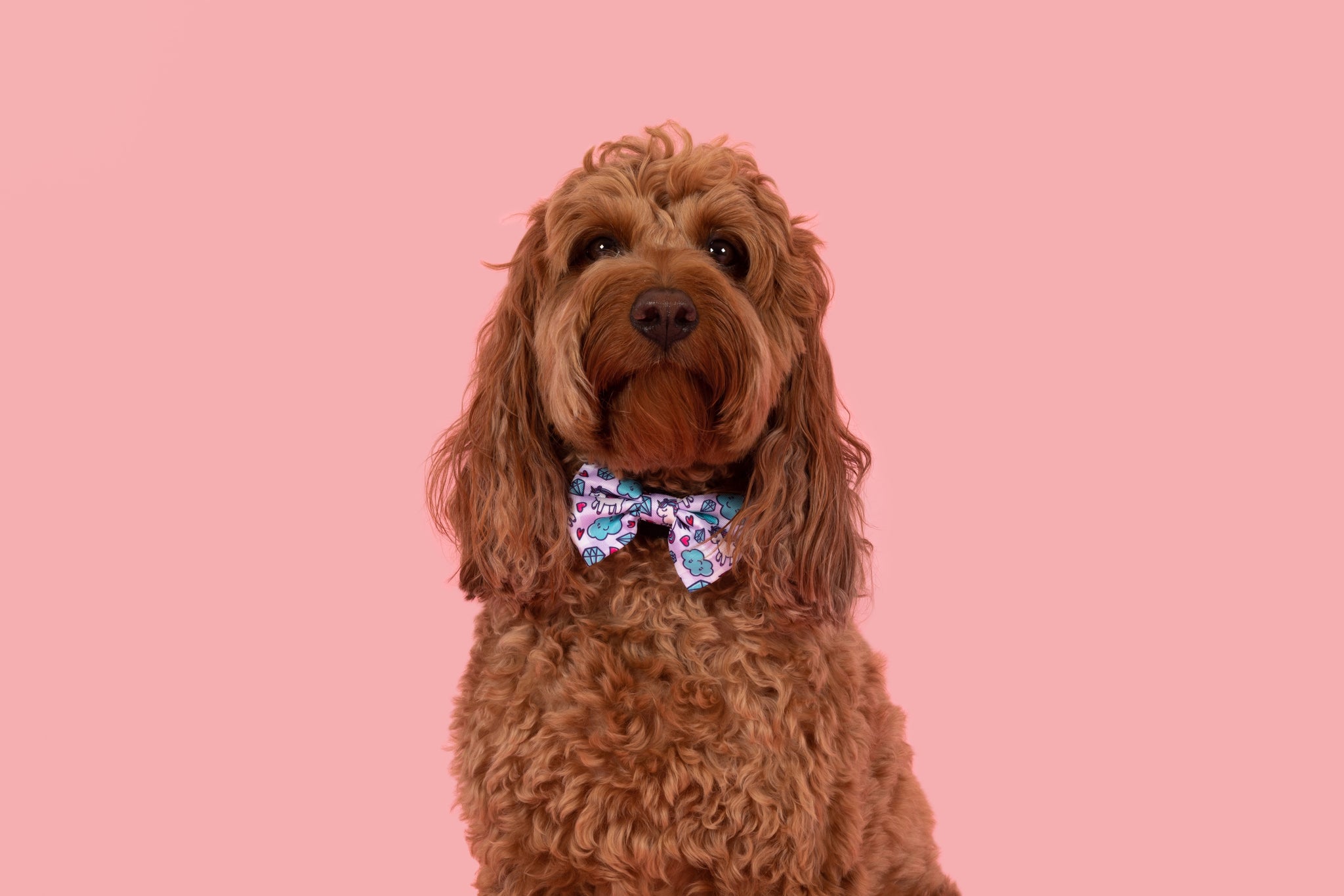 DOG COLLAR & BOW TIE: Cloudland {FINAL SALE}