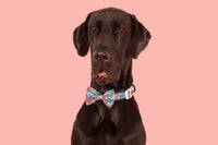 DOG COLLAR & BOW TIE: Blue Fairy Bread {FINAL SALE}