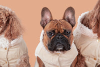 Corduroy Dog Vest in Sand colour