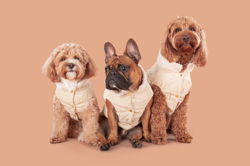 Corduroy Dog Vest in Sand colour