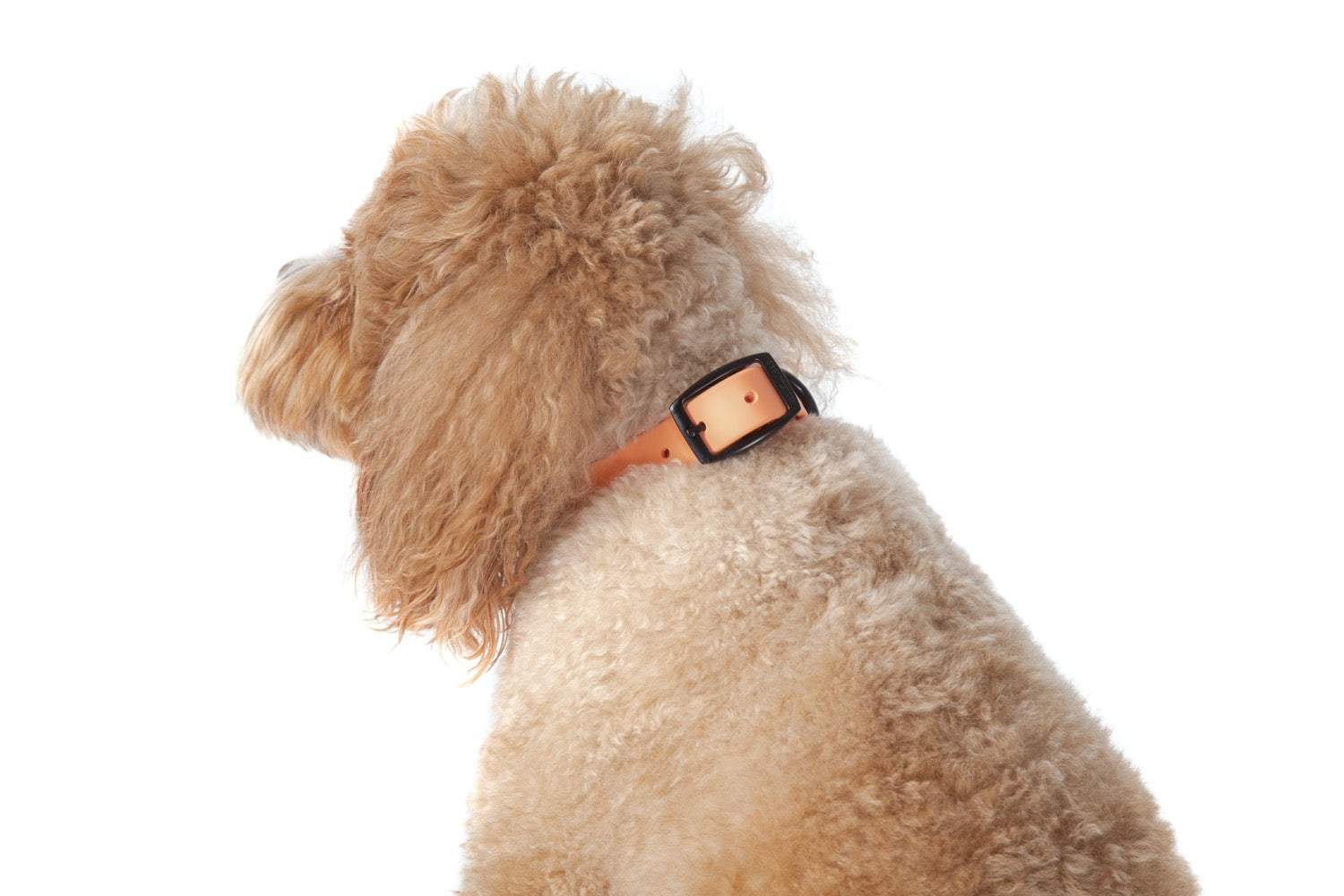 Waterproof Dog Collar Coral