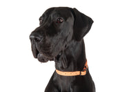 Waterproof Dog Collar Coral