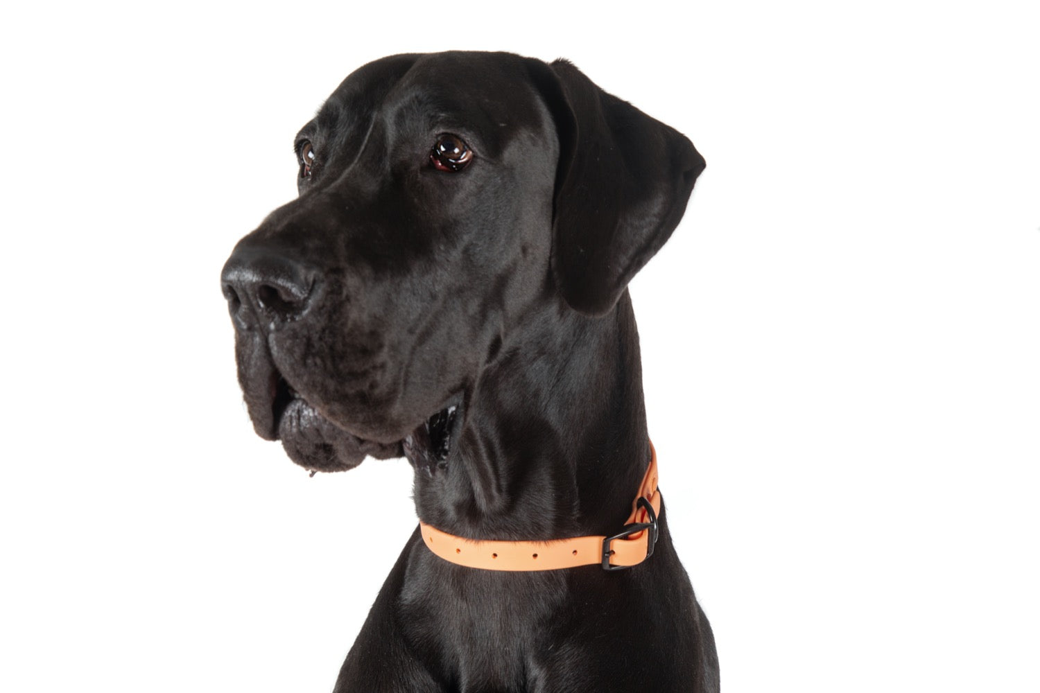 Waterproof Dog Collar Coral