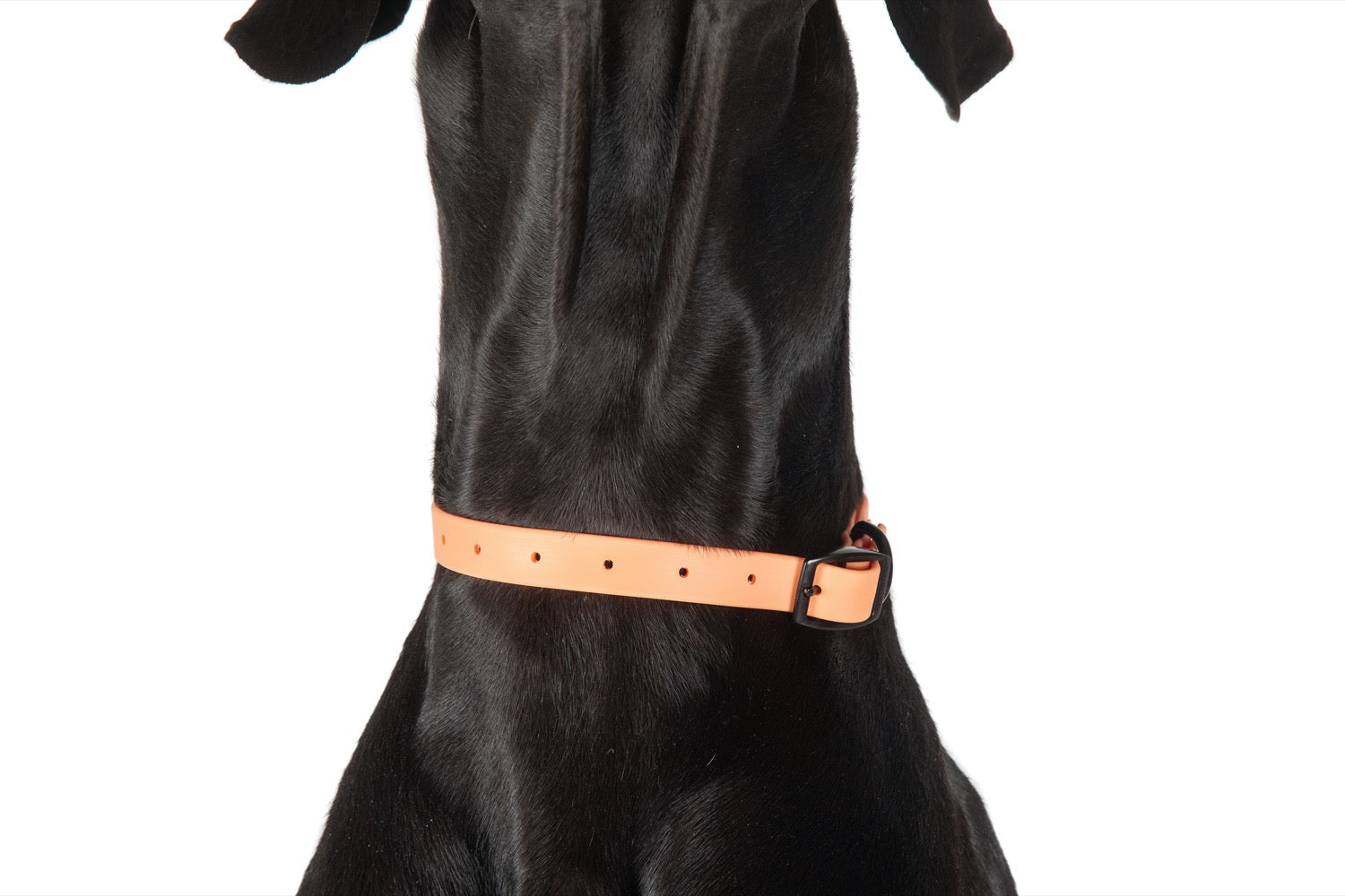 Waterproof Dog Collar Coral
