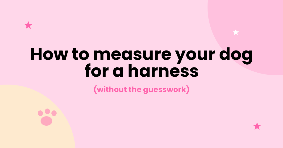 How to Measure Your Dog for a Harness