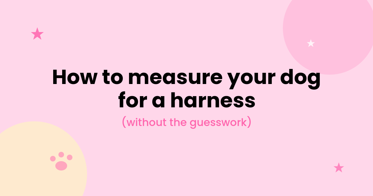 How to Measure Your Dog for a Harness