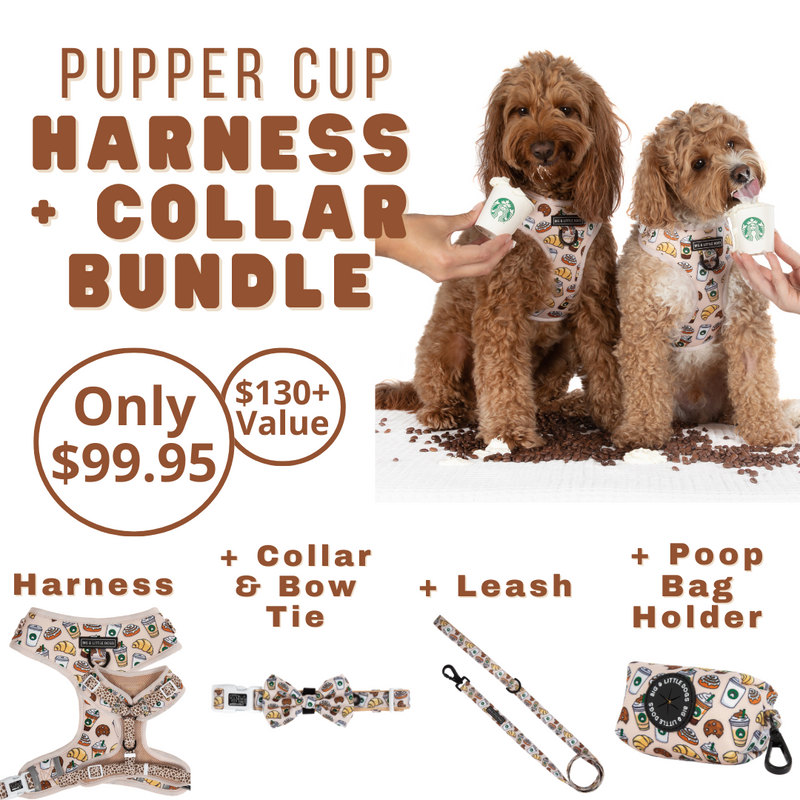 HARNESS & COLLAR BUNDLE: Pupper Cup