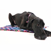 ON-THE-GO PET MAT: Petal Paradise (NEW!)