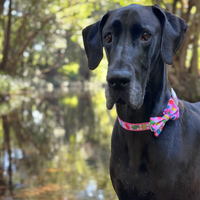 DOG COLLAR (+ BOW TIE option): Beary Sweet (NEW!)