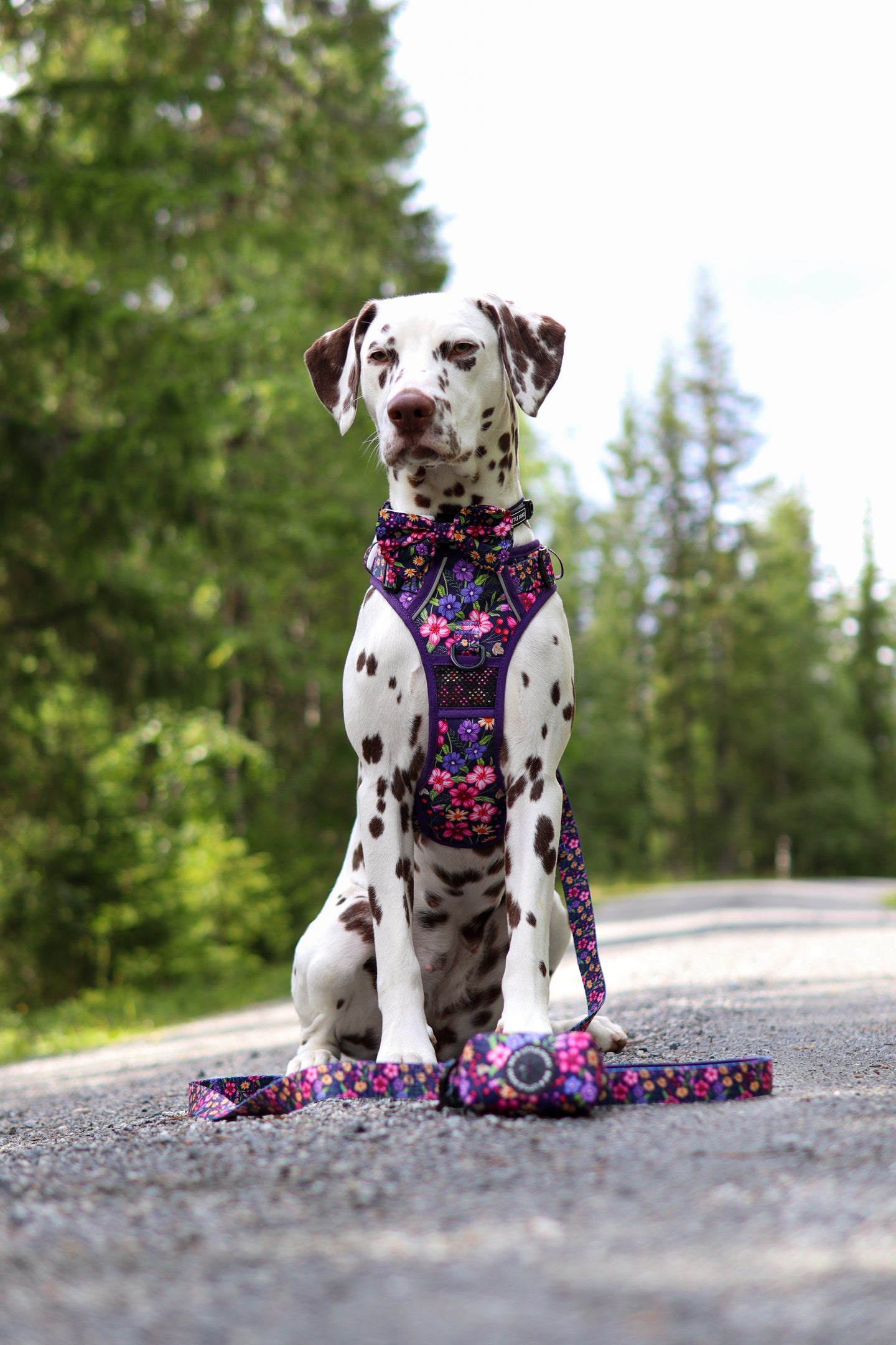 THE ALL-ROUNDER DOG HARNESS: Petal Paradise