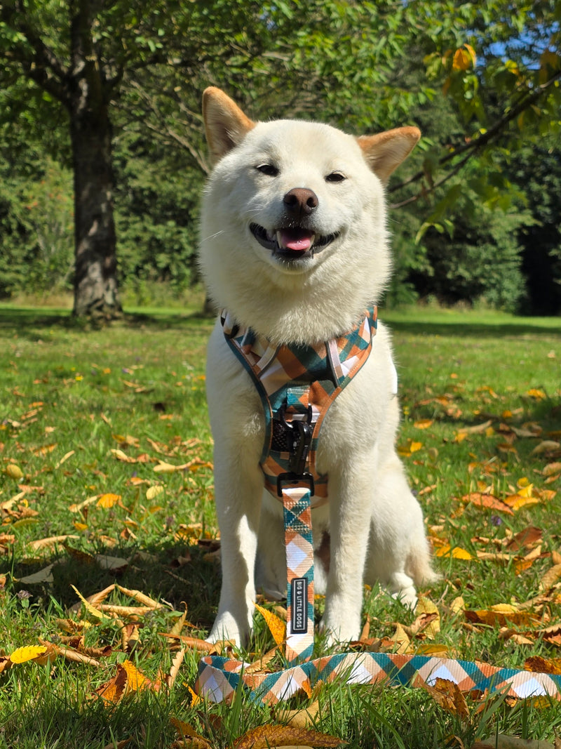 THE ALL-ROUNDER DOG HARNESS: Grandpa Plaid (NEW!)