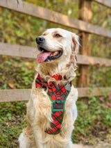 THE ALL-ROUNDER DOG HARNESS: Festive Tartan (NEW!)