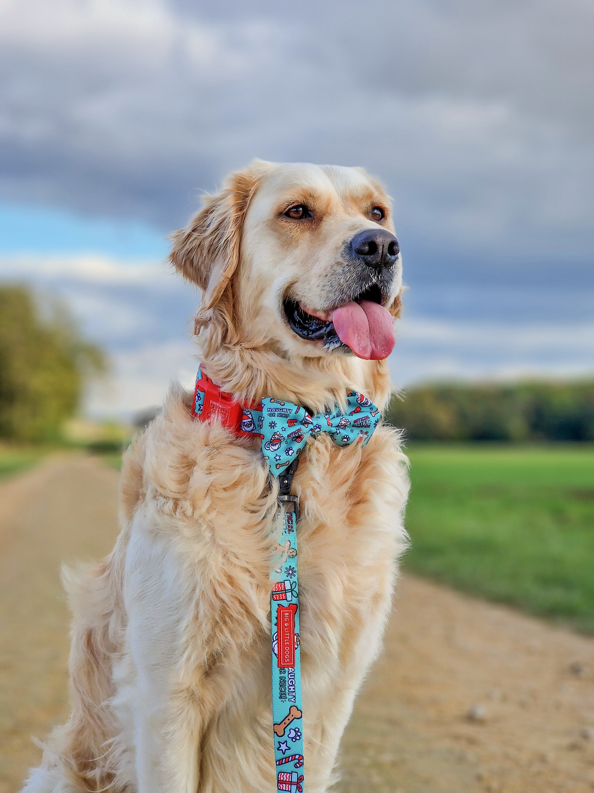 DOG COLLAR & BOW TIE: Official Gift Sniffer {FINAL SALE}