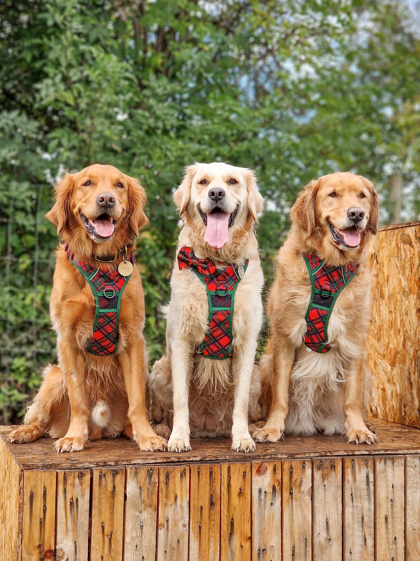 THE ALL-ROUNDER DOG HARNESS: Festive Tartan {FINAL SALE}