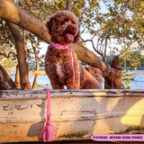 DOG WATERPROOF COLLAR: Pink