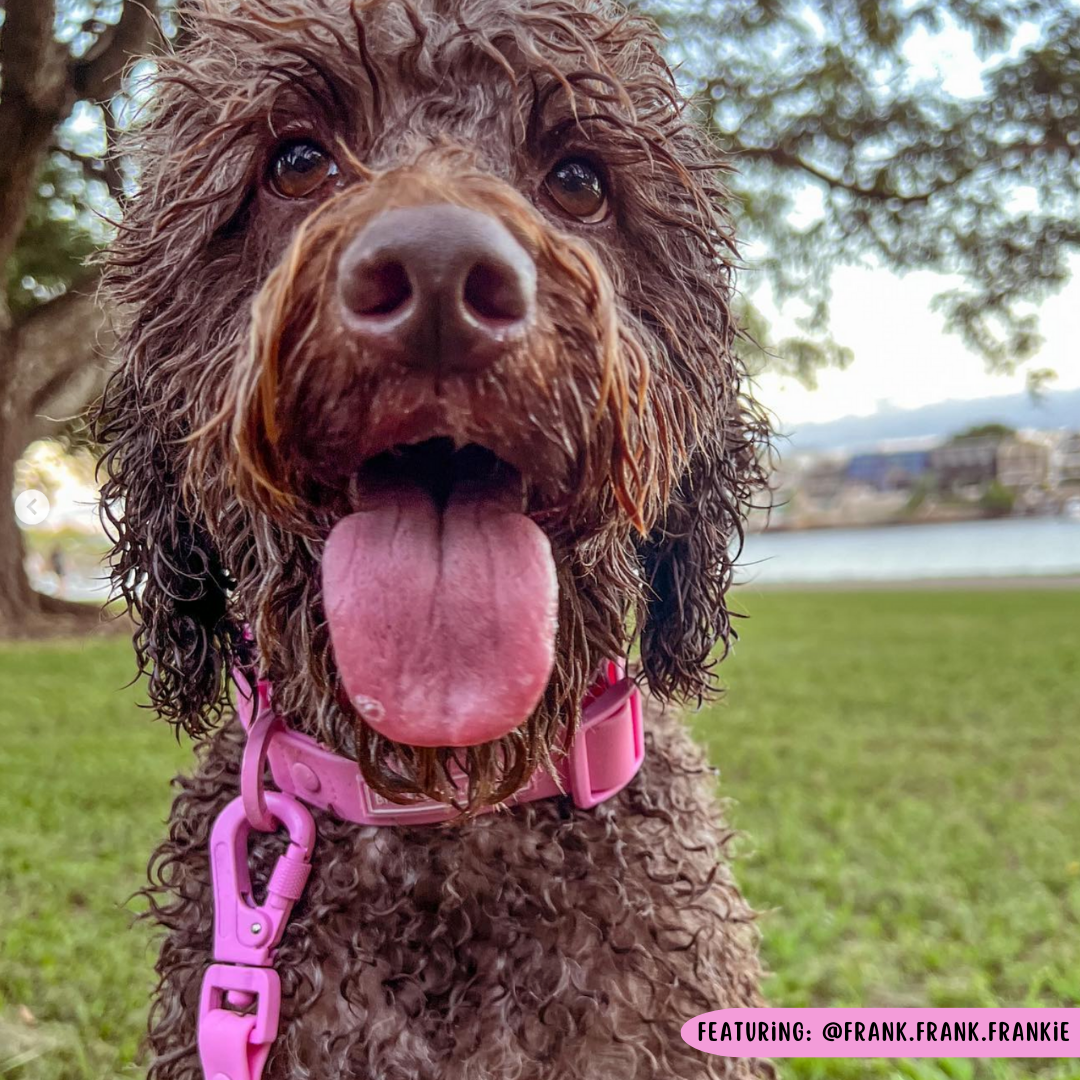 DOG WATERPROOF COLLAR: Pink