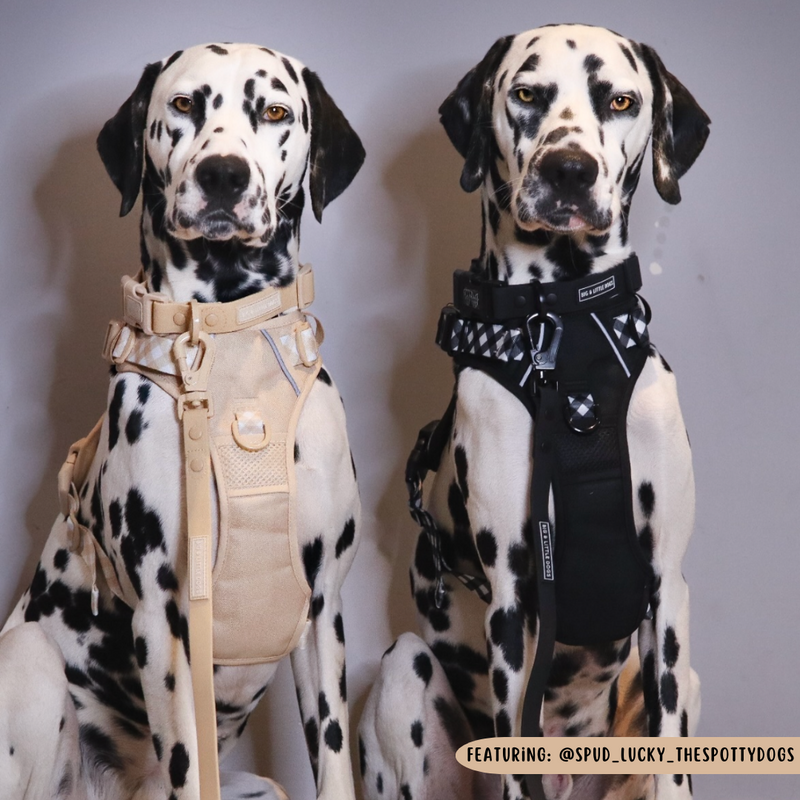 THE ALL-ROUNDER DOG HARNESS: Beige