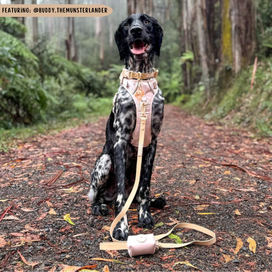 THE ALL-ROUNDER DOG HARNESS: Beige