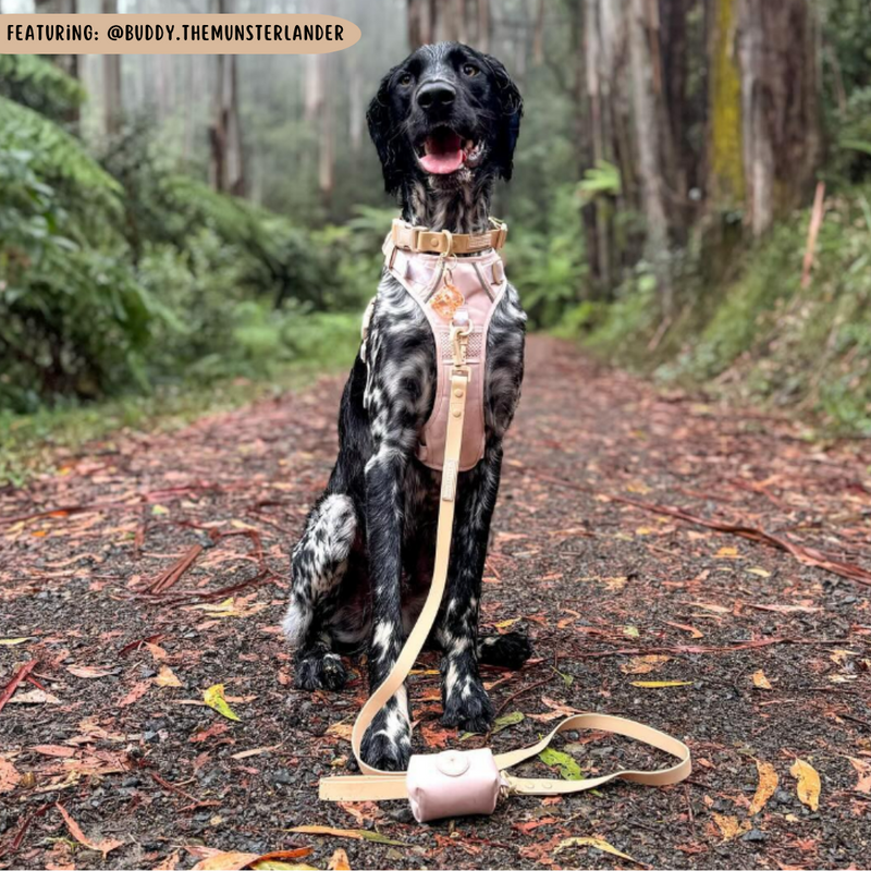 THE ALL-ROUNDER DOG HARNESS: Beige (NEW!)