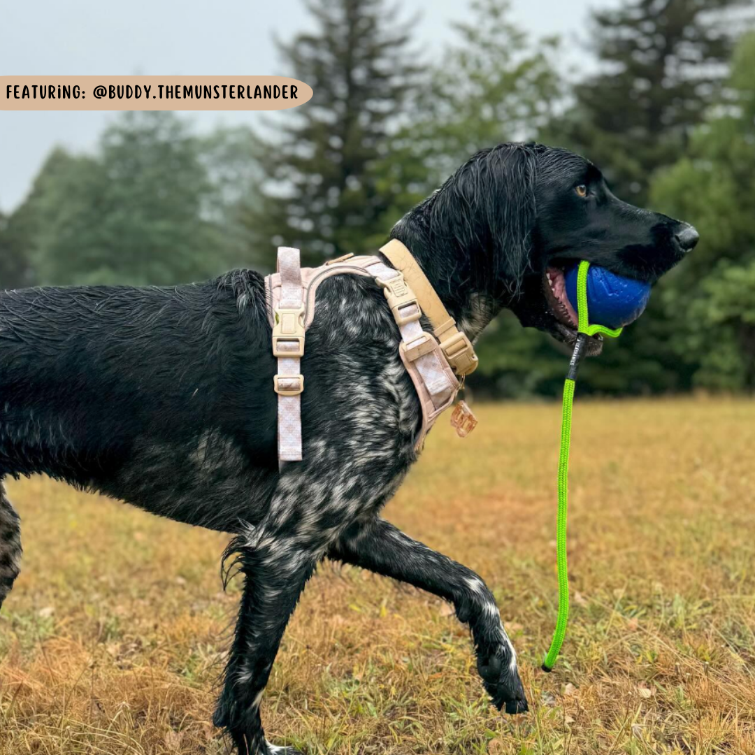 THE ALL-ROUNDER DOG HARNESS: Beige