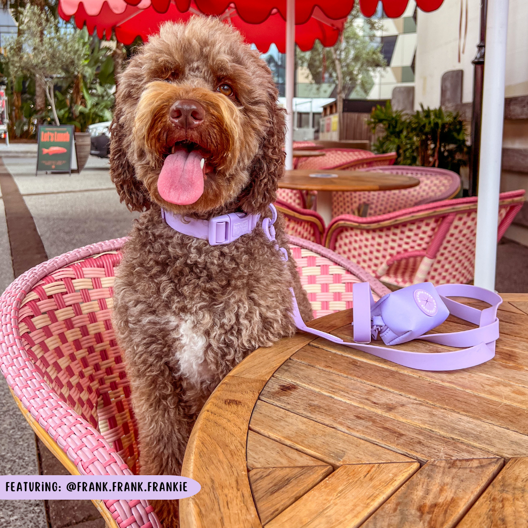 DOG WATERPROOF COLLAR: Purple