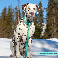 DOG WATERPROOF COLLAR: Aqua