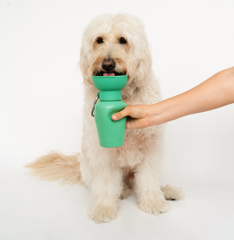 Springer: Flip Dog Travel Bottle UPDATED - Springer Green (NEW)