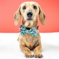 DOG COLLAR & BOW TIE: Official Gift Sniffer {FINAL SALE}